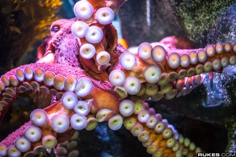 Aquarium Of The Pacific (Long Beach, CA) - May 1, 2013