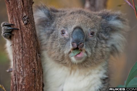 Deadmau5 @ Canberra National Zoo & Aquarium (Canberra, AU) - April 26, 2011