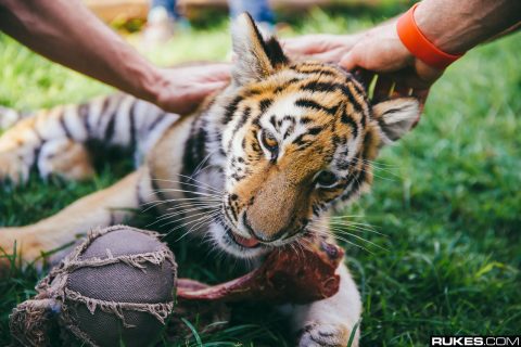 South Africa Animals - February 18, 2014