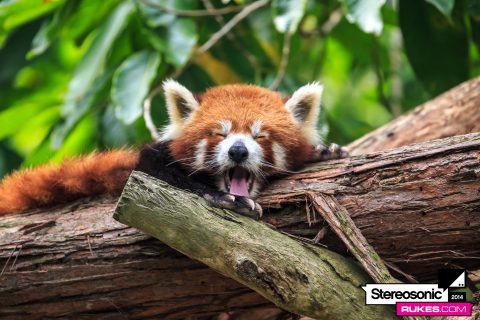 Stereosonic 2014 Days Off In Sydney / Taronga Zoo - December 4, 2014