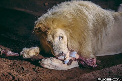 South Africa Animals – February 25, 2016