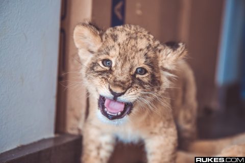 Zedd @ Black Jaguar-White Tiger (Mexico) - November 2, 2017